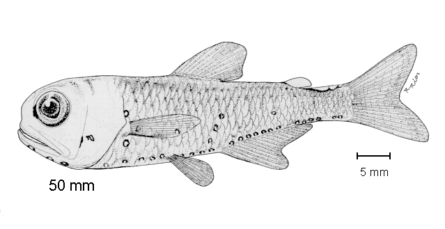 Diogenichthys atlanticus