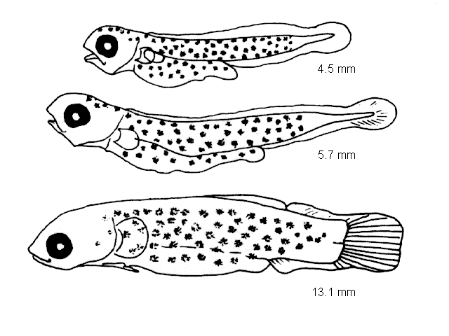 Diplecogaster bimaculata
