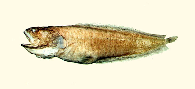 Porocephalichthys dasyrhynchus