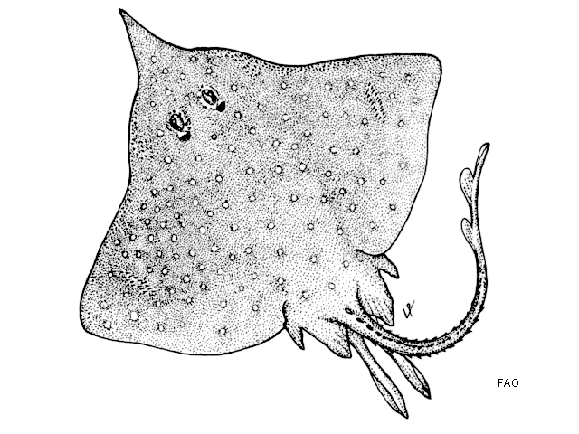 Dipturus lanceorostratus