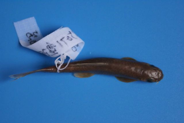 Manyline disc carp (Discogobio multilineatus) — Cyprinidae