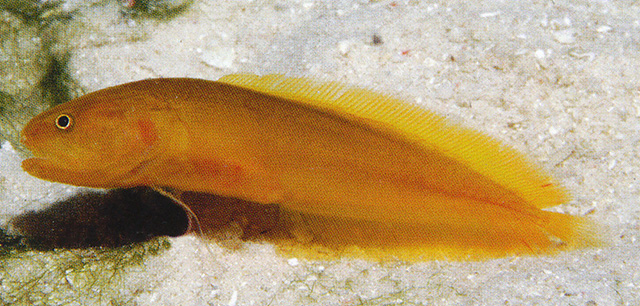 Diancistrus novaeguineae