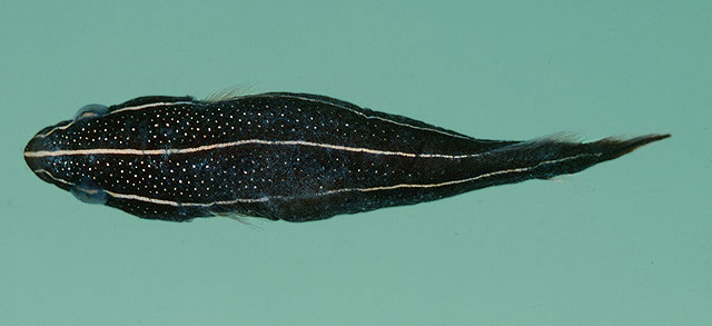 Lepadichthys lineatus
