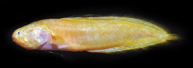 Dinematichthys trilobatus