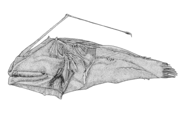 Dolopichthys allector