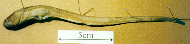 Encheliophis boraborensis