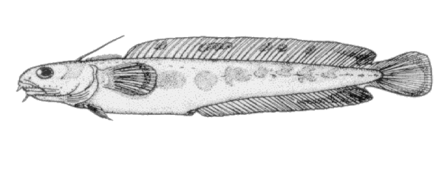 Enchelyopus cimbrius