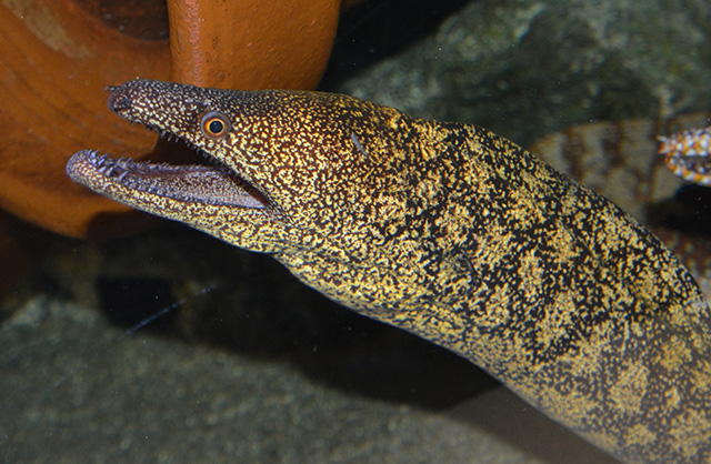 Enchelycore lichenosa