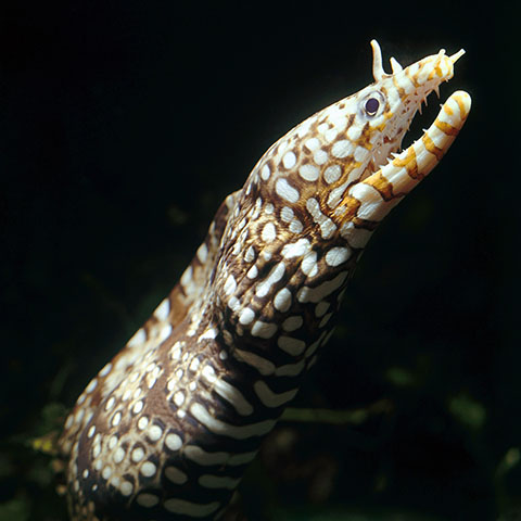 Enchelycore pardalis