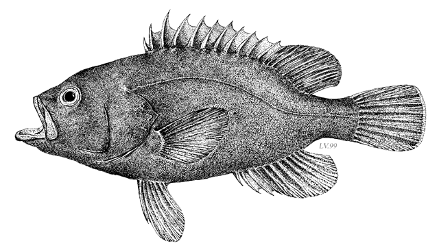 Hyporthodus haifensis