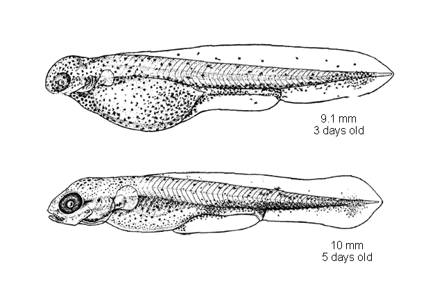 Esox niger