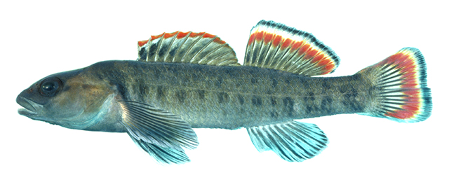 Etheostoma etowahae