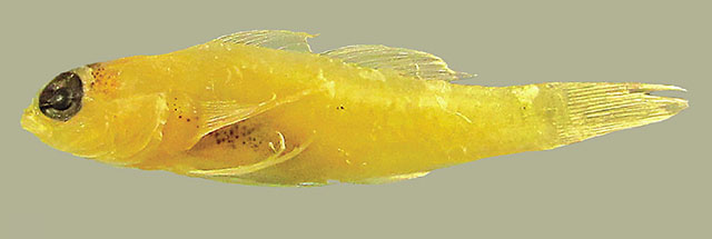 Eviota oculopiperita