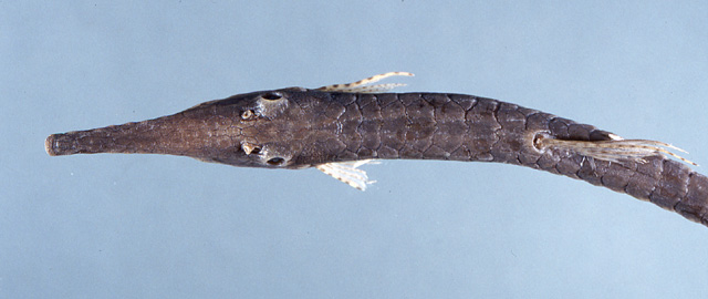 Farlowella platorynchus
