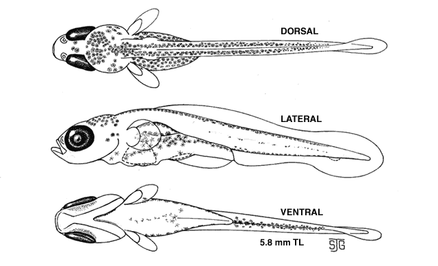 Gasterosteus aculeatus