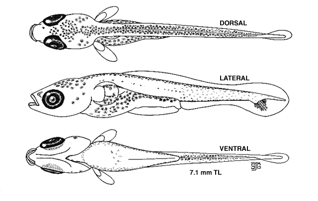Gasterosteus aculeatus