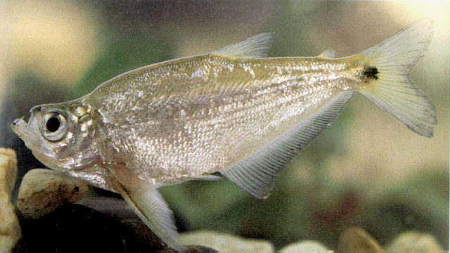 Gilbertolus maracaiboensis
