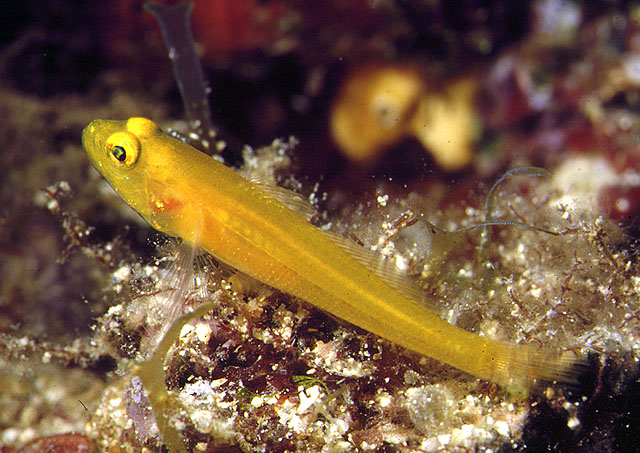 Gobius auratus