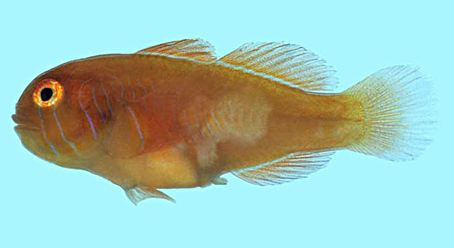 Gobiodon rivulatus