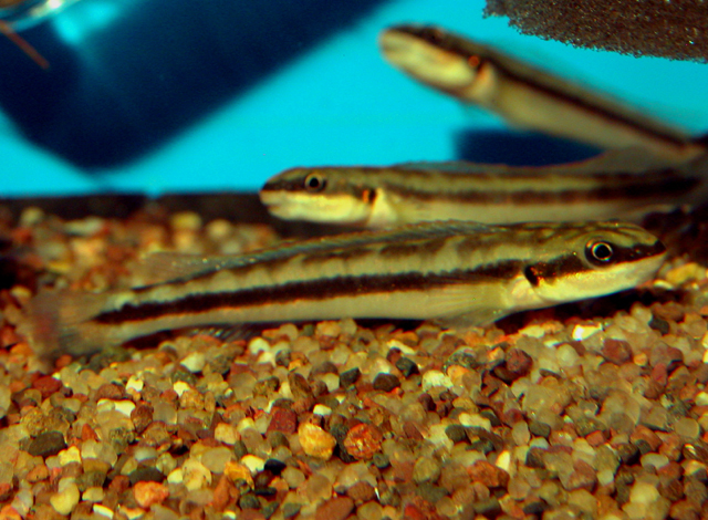Wonder's goby cichlid (Gobiocichla wonderi) — Cichlidae