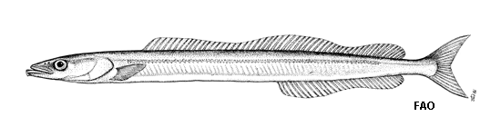 Gymnammodytes cicerelus