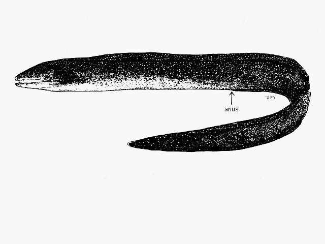 Gymnothorax eurostus