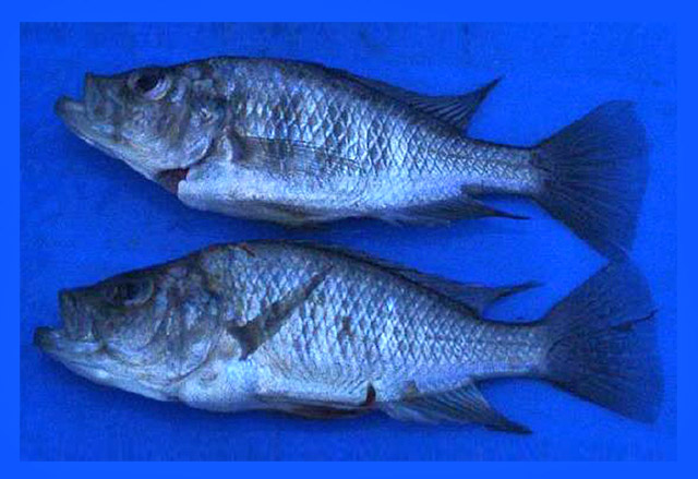 Haplochromis maxillaris