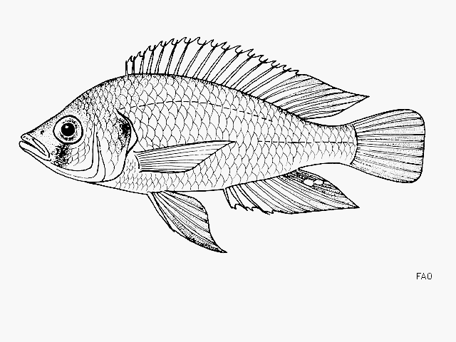 Haplochromis nubilus