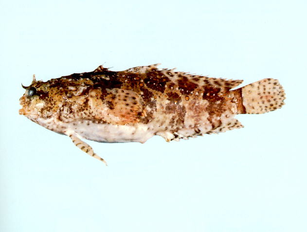Halophryne ocellatus