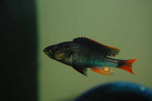 Haplochromis piceatus