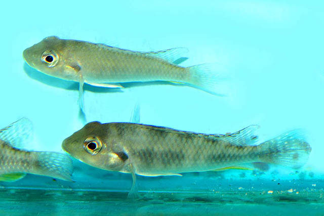 Haplochromis polli