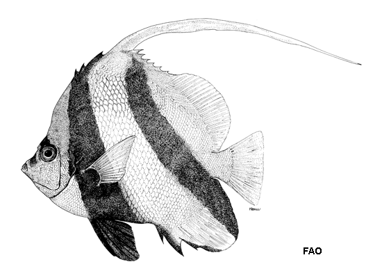 Heniochus acuminatus