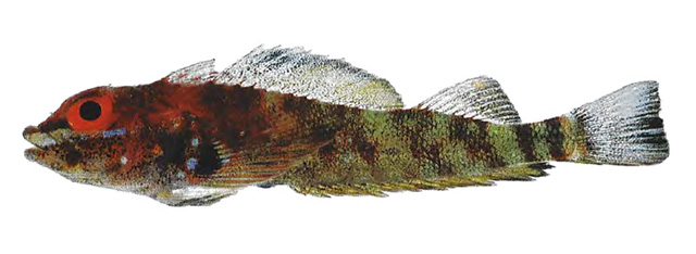 Desa triplefin (Helcogramma desa) — Tripterygiidae