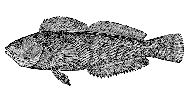 Hexagrammos octogrammus