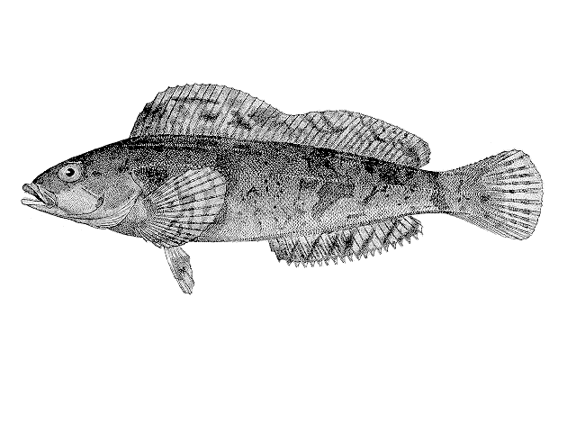 Ценная рыба 6 букв. Hexagrammos otakii. Терпуг красный (Hexagrammos Lagocephalus). Зайцеголовый терпуг. Пятнистый терпуг.
