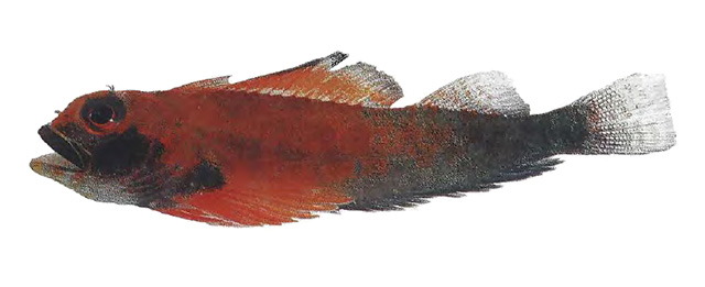 Helcogramma randalli