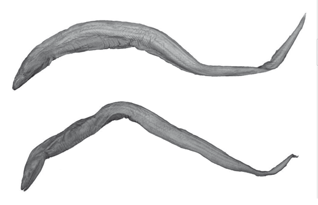 Histiobranchus australis