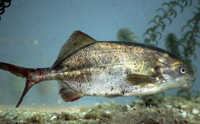 Cyphomyrus discorhynchus