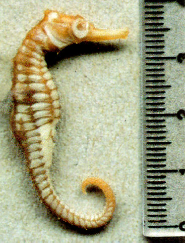 Hippocampus fisheri