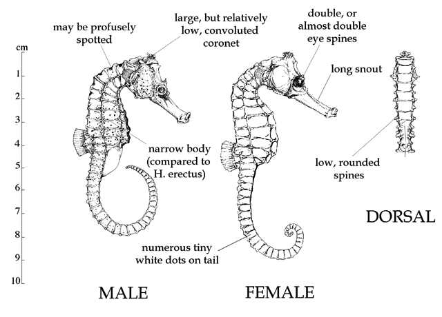 Seahorse Size Chart