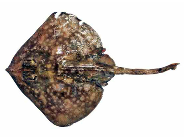 Korean skate (Hongeo koreana) — Rajidae