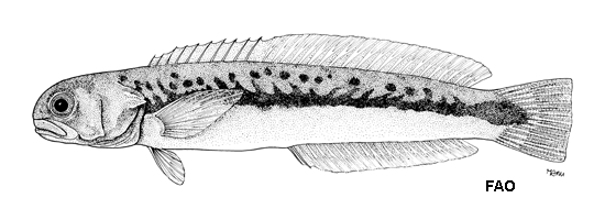 Hoplolatilus oreni