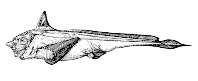 Hydrolagus affinis
