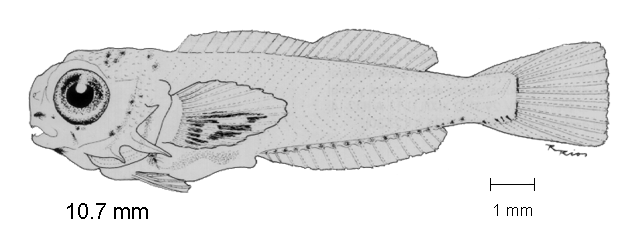Hypsoblennius brevipinnis