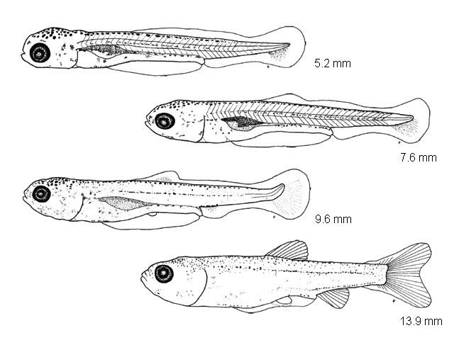 Hybognathus hankinsoni