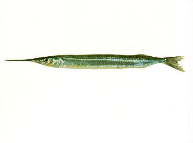 Hyporhamphus ihi
