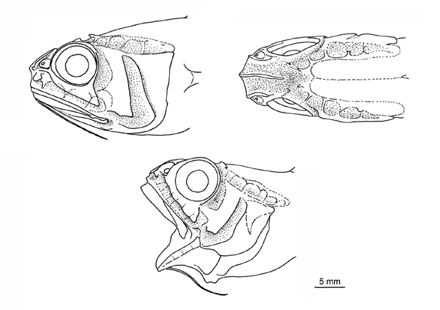 Hymenocephalus longibarbis