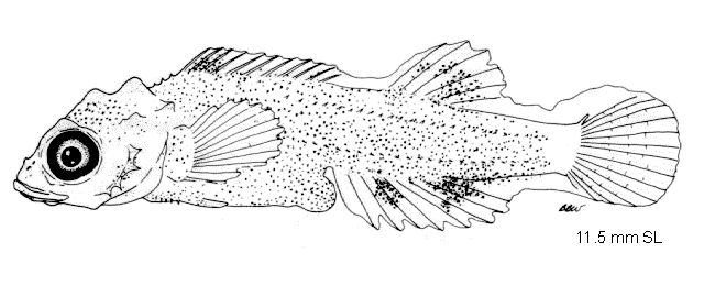 Hypsagonus quadricornis