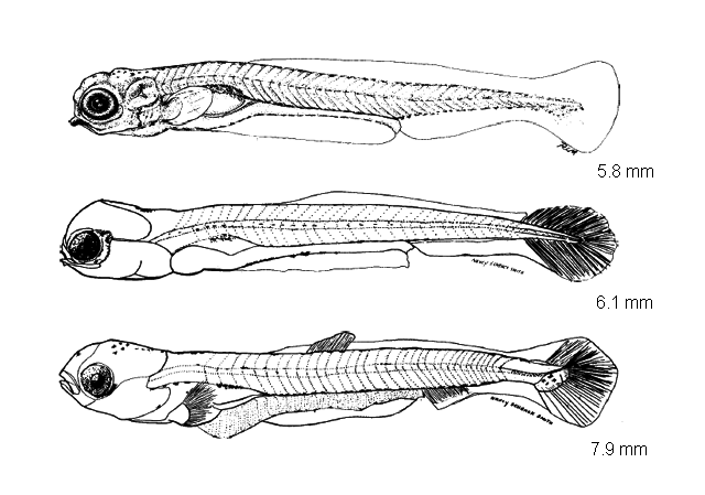 Hybognathus regius
