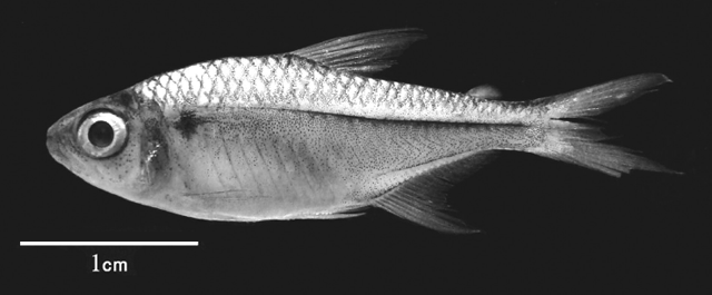 Hyphessobrycon taguae